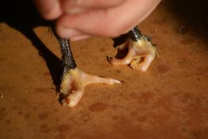 Charlie step 2 Lesson 477 – Post surgical update on Charlie’s webbed toe release