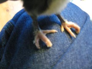 IMG_4729 Lesson 477 – Post surgical update on Charlie’s webbed toe release