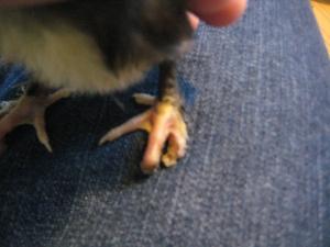 IMG_4730 Lesson 477 – Post surgical update on Charlie’s webbed toe release