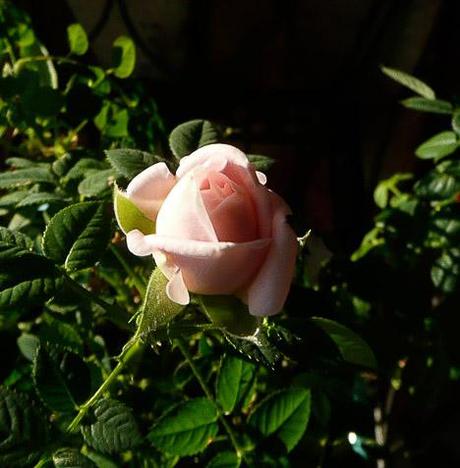 Wordless Wednesday: Window Sill Gardens