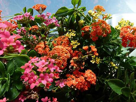 Wordless Wednesday: Window Sill Gardens