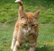 Cat Cat