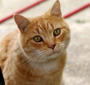Cat Cat