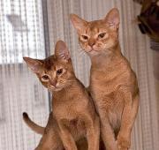 Cat Cat