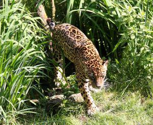  Save the Environment: Adopt a Jaguar