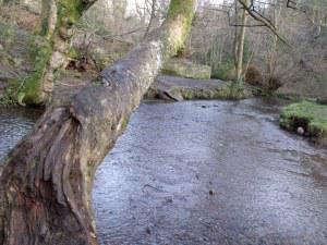 The inevitable tree that looks like it wants to go for a swim. Hermitage of Braid, Edinburgh
