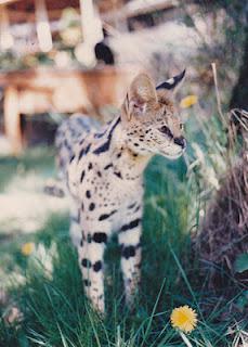 Living with Wild Animals? Read SERVAL SON by Kristine M. Smith