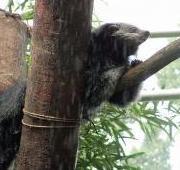 Binturong Binturong
