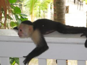 Monkey, Honduras Real honeymoon: Janelle and Ryan’s Honduras adventure