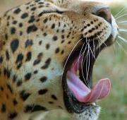 Leopard Leopard