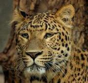 Leopard Leopard