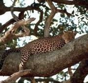 Leopard Leopard