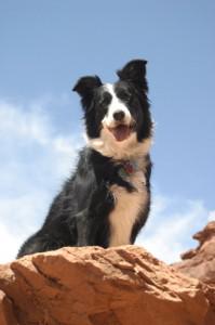 The Adventures of Molly the Super Collie