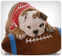 Dogs Star in Super Bowl Ads