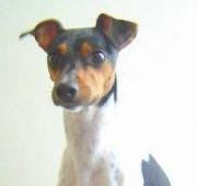Brazilian Terrier Brazilian Terrier