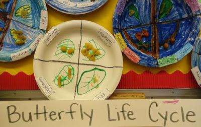 PROJECT: Butterfly Life Cycle with Pasta