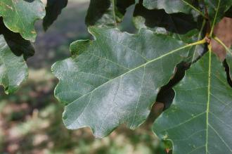 Quercus bicolor Leaf (15/08/15, Kew Gardens, London)