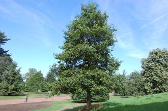 Quercus bicolor (15/08/15, Kew Gardens, London)