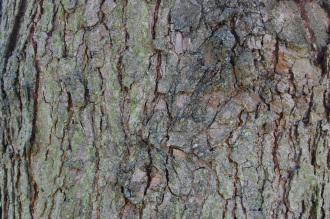 Quercus bicolor Bark (15/08/15, Kew Gardens, London)