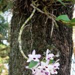 Orchids on the trees