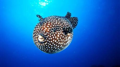 The puffer fish