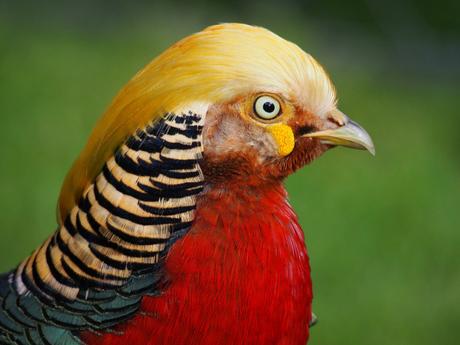 The Golden Pheasant