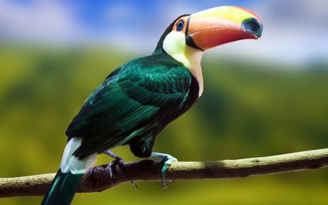Are Toucans beautiful?