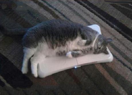 Top 10 Nerdy Nintendo Fanboy Cats Top 10 Nerdy Nintendo Fanboy Cats