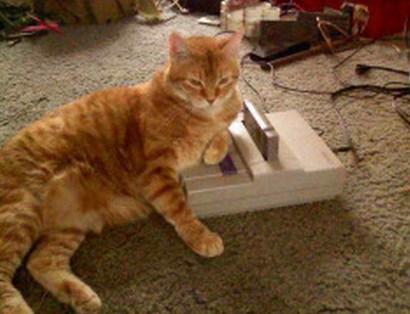Top 10 Nerdy Nintendo Fanboy Cats Top 10 Nerdy Nintendo Fanboy Cats