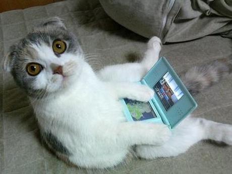 Top 10 Nerdy Nintendo Fanboy Cats Top 10 Nerdy Nintendo Fanboy Cats