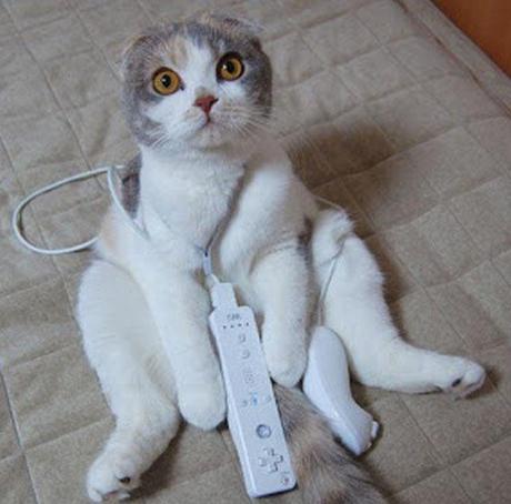 Top 10 Nerdy Nintendo Fanboy Cats Top 10 Nerdy Nintendo Fanboy Cats