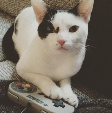Top 10 Nerdy Nintendo Fanboy Cats Top 10 Nerdy Nintendo Fanboy Cats