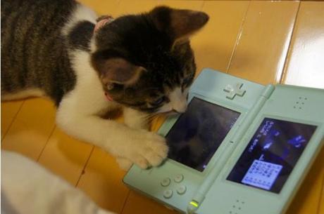 Top 10 Nerdy Nintendo Fanboy Cats Top 10 Nerdy Nintendo Fanboy Cats