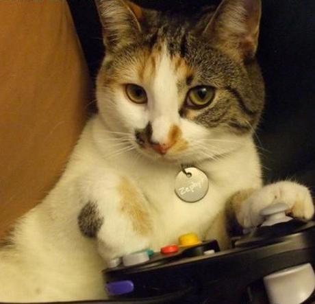 Top 10 Nerdy Nintendo Fanboy Cats Top 10 Nerdy Nintendo Fanboy Cats