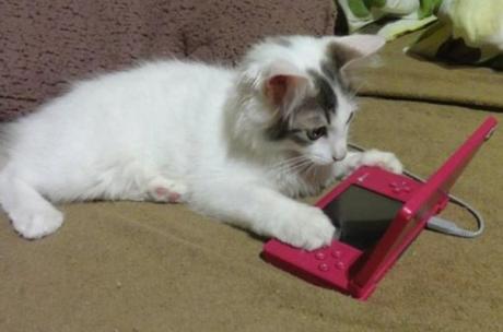 Top 10 Nerdy Nintendo Fanboy Cats Top 10 Nerdy Nintendo Fanboy Cats