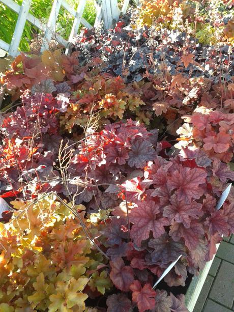 Silent Sunday (almost) – Heuchera Silent Sunday (almost) – Heuchera