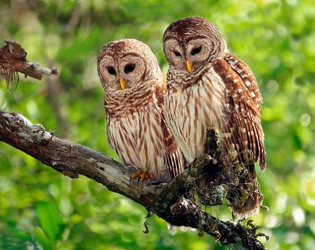 Barred Owls Barred Owls