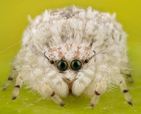 top-10-strangely-beautiful-and-unusual-spider-L-ZoCDLc.jpeg