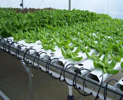 Hydroponics or Soil Gardening? hydroponics