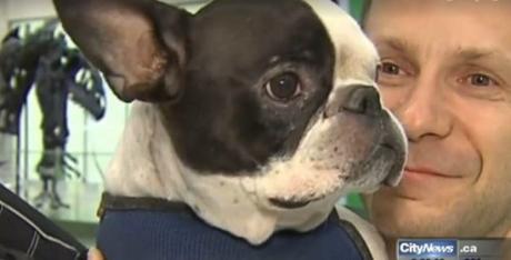 International Flight Diverted by Pilot to Save Dog Yea, Simba is safe! (City News Photo)