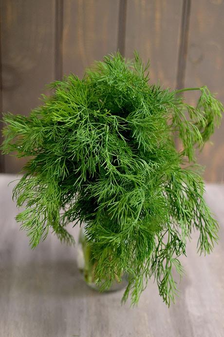 Dill Fresh Dill leaves