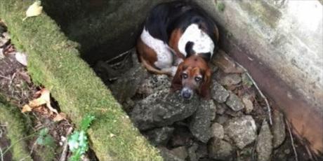 Dog found help for friend stuck for a week in a ravine Phoebe