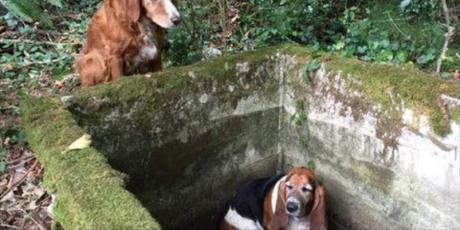 Dog found help for friend stuck for a week in a ravine Tillie & Phoebe