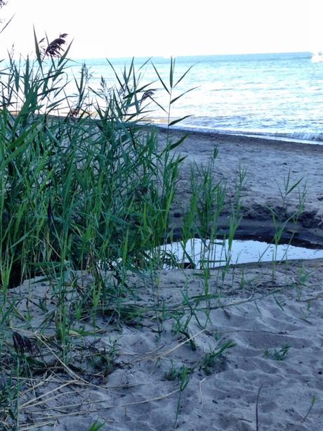 Beach I TGIF Weekly Roundup| September 14-18, 2015