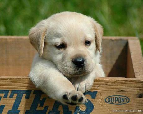 puppy TGIF Weekly Roundup| September 14-18, 2015