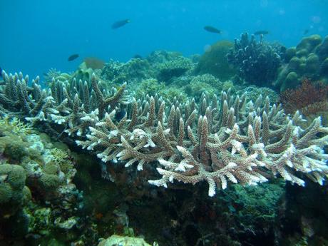 coral-bleaching-2