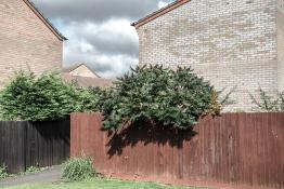 British archi-diversity: the Cambridge case DSC_7283