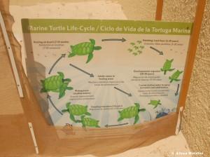 casamagna-marriott-cancun-baby-turtle-lifecycle