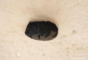 casamagna-marriott-cancun-baby-turtle-nest
