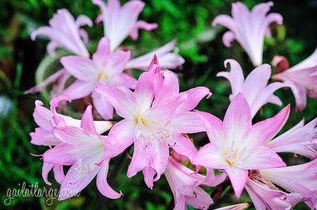 backyard lilies